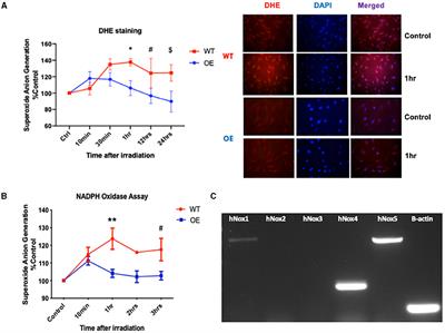 Crosstalk Between SMPDL3b and NADPH Oxidases Mediates Radiation-Induced Damage of Renal Podocytes